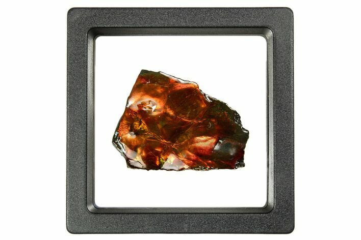 Iridescent Ammolite (Fossil Ammonite Shell) - Fiery Red #310344